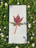 "Portrait de Feuille"