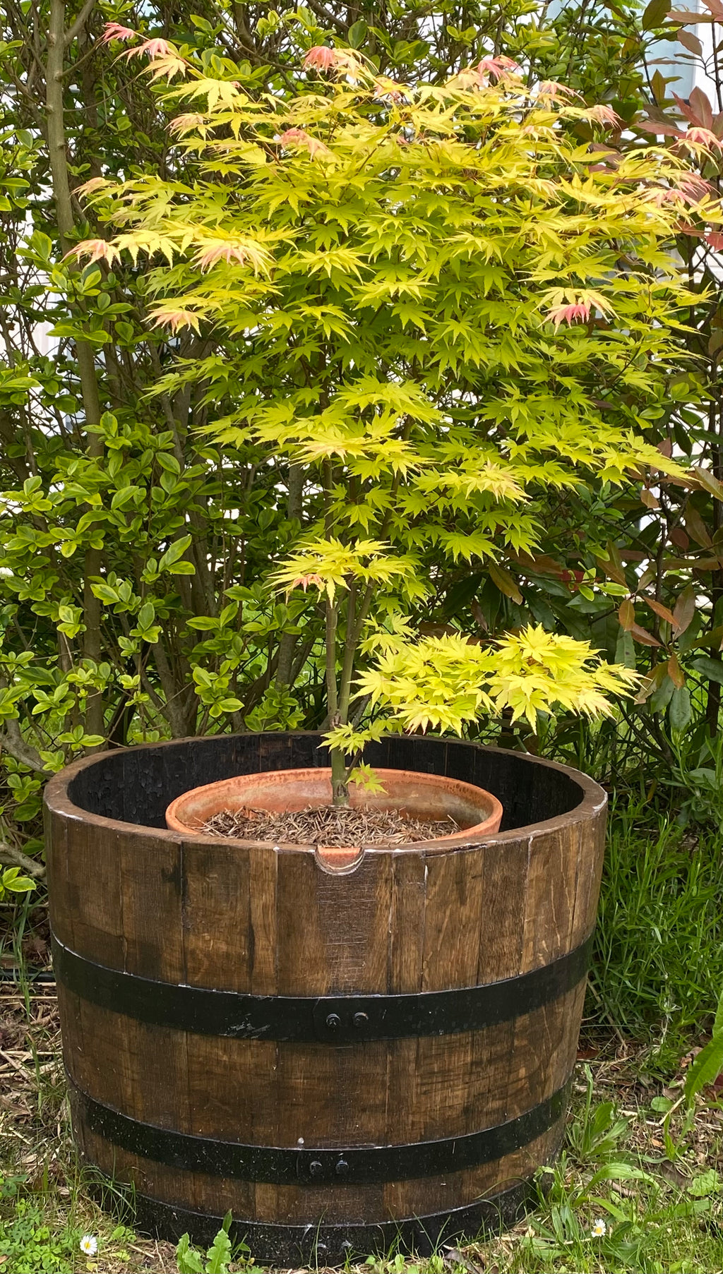 Jardinière Demi-Tonneau