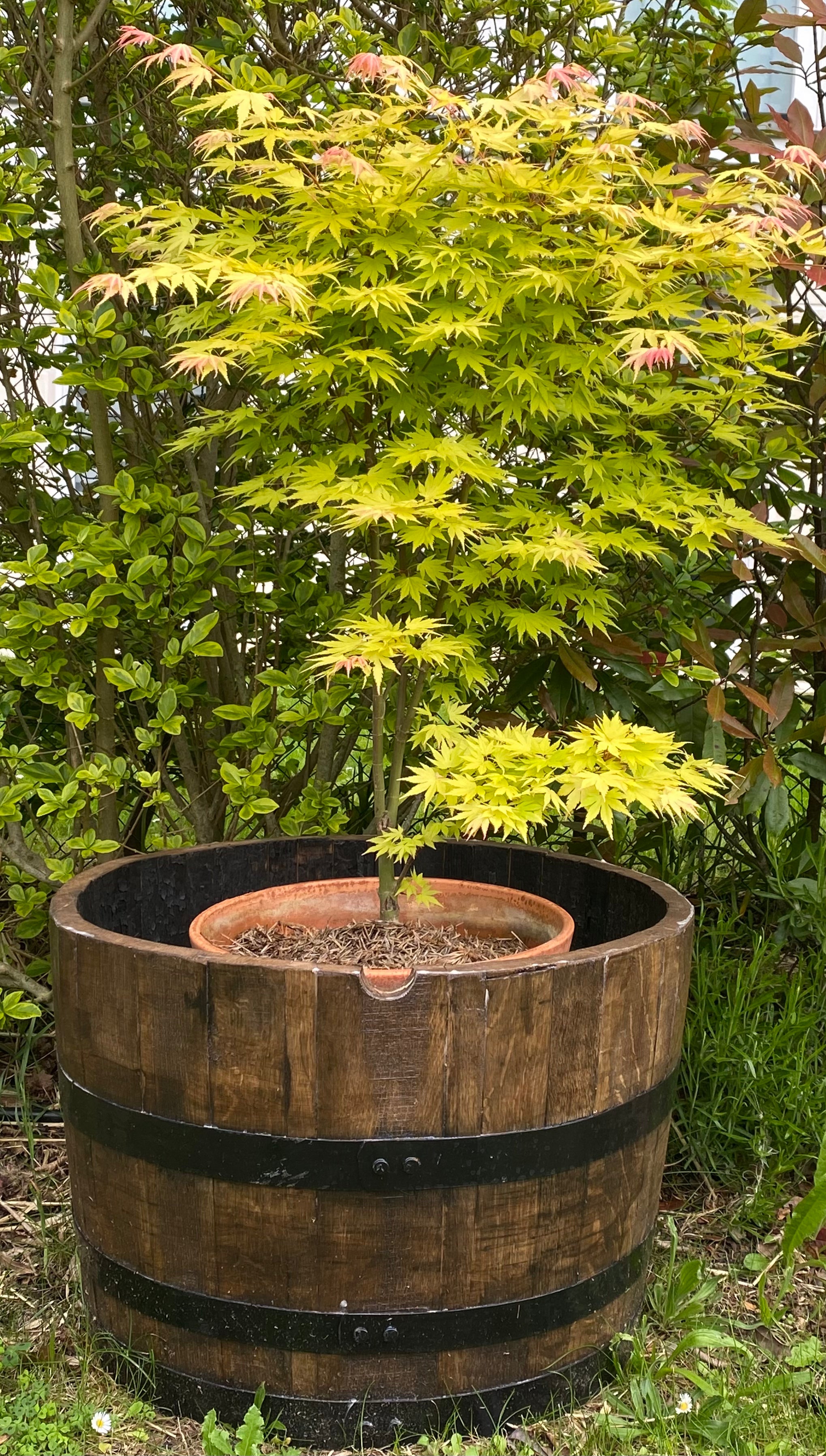 Jardinière Demi-Tonneau